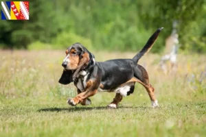 Read more about the article Basset Hound breeders and puppies in Grand Est