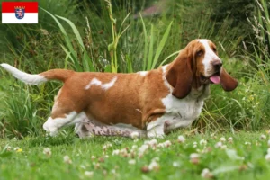 Read more about the article Basset Hound breeders and puppies in Hessen