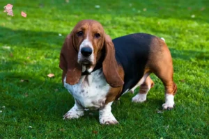 Read more about the article Basset Hound breeders and puppies in Hovedstaden