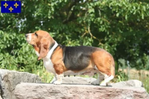Read more about the article Basset Hound breeders and puppies in Île-de-France