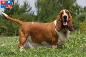 Read more about the article Basset Hound breeders and puppies in Karlsbad