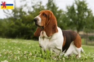 Read more about the article Basset Hound breeders and puppies in Limburg