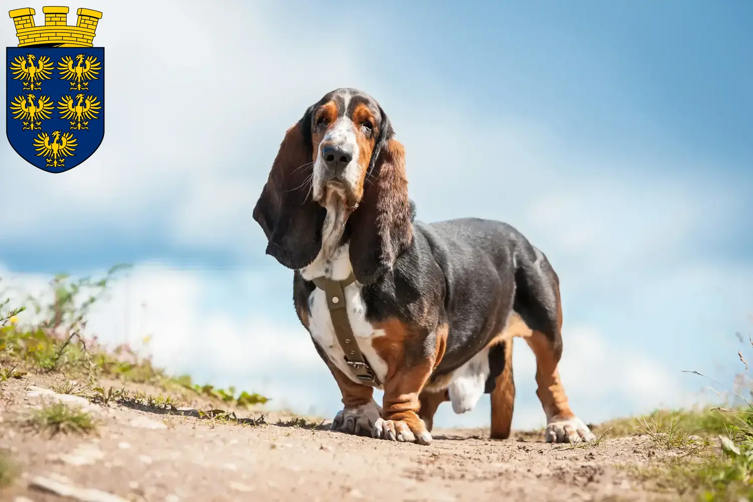 Read more about the article Basset Hound breeders and puppies in Lower Austria