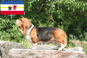 Read more about the article Basset Hound breeders and puppies in Mecklenburg-Vorpommern