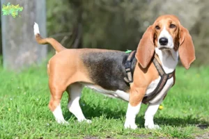 Read more about the article Basset Hound breeders and puppies in Midtjylland