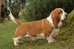 Read more about the article Basset Hound breeders and puppies in New Caledonia
