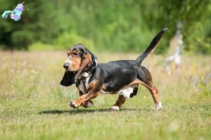 Read more about the article Basset Hound breeders and puppies in Nordjylland