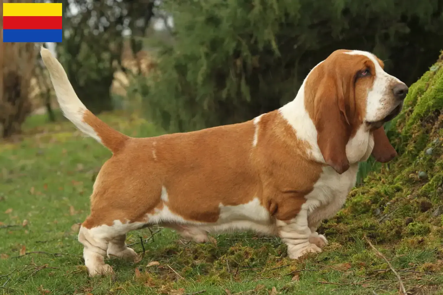 Read more about the article Basset Hound breeders and puppies in North Holland