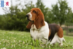 Read more about the article Basset Hound breeders and puppies in Nouvelle-Aquitaine