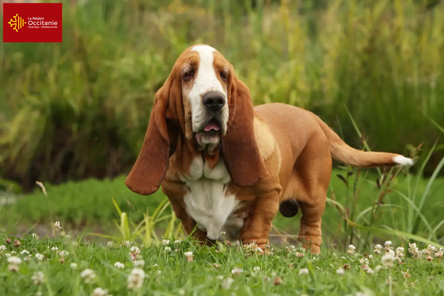 Read more about the article Basset Hound breeders and puppies in Occitania