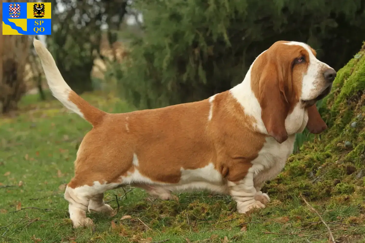 Read more about the article Basset Hound breeders and puppies in Olomouc