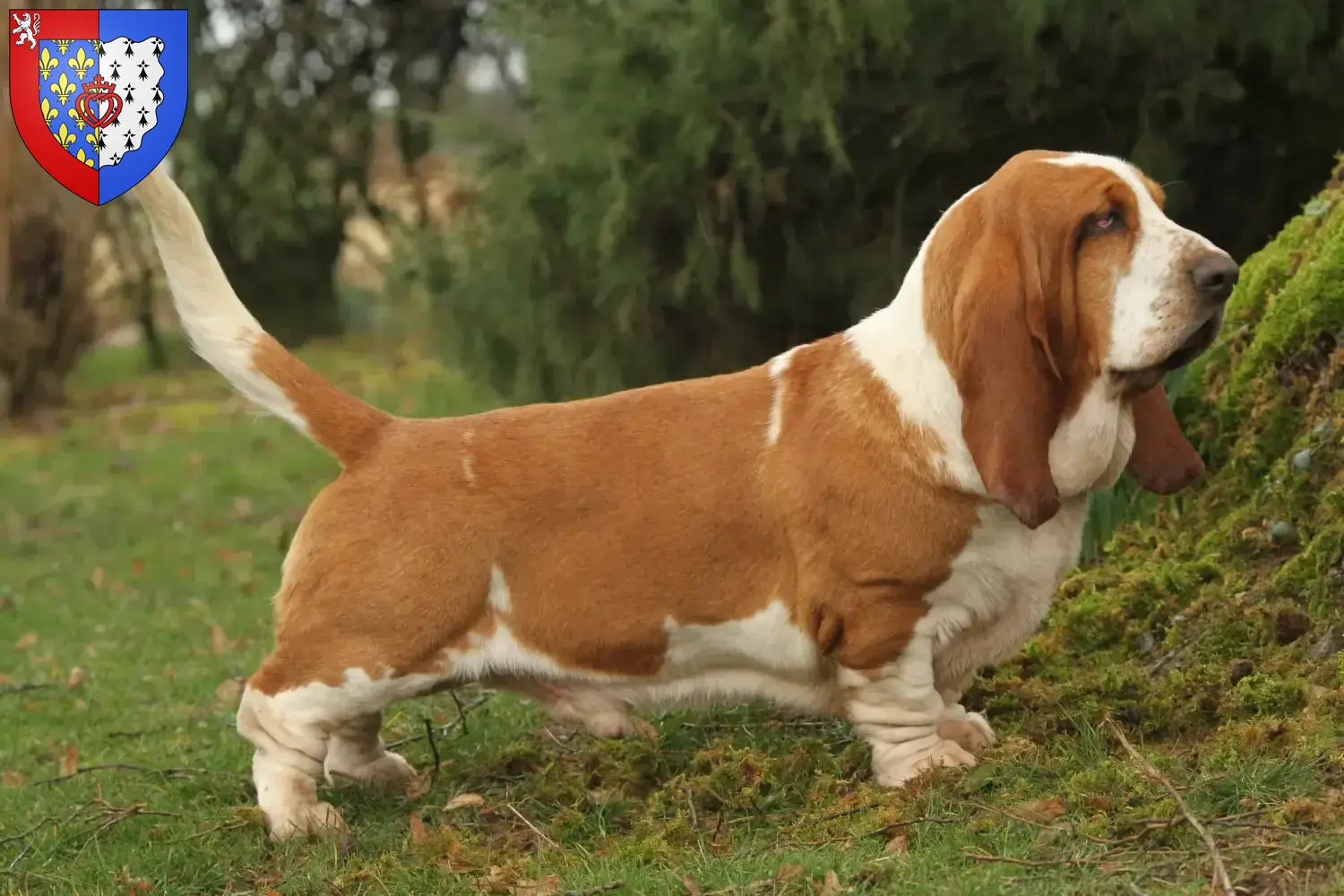 Read more about the article Basset Hound breeders and puppies in Pays de la Loire