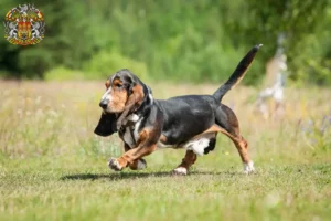 Read more about the article Basset Hound breeders and puppies in Prague