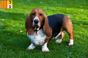 Read more about the article Basset Hound breeders and puppies in Provence-Alpes-Côte d’Azur