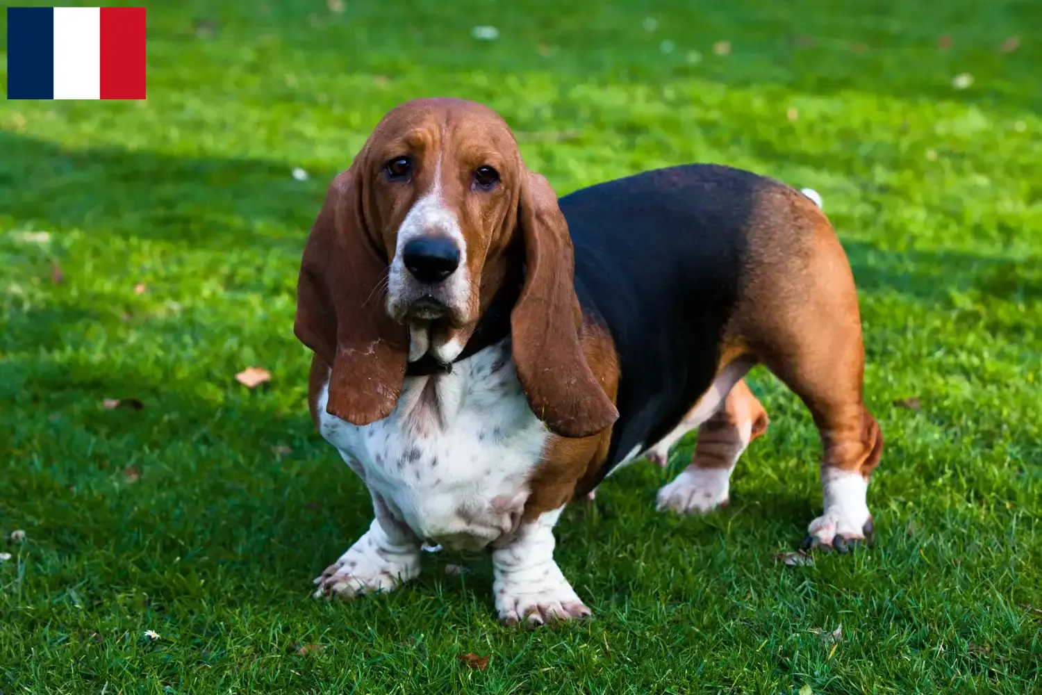 Read more about the article Basset Hound breeders and puppies in Réunion