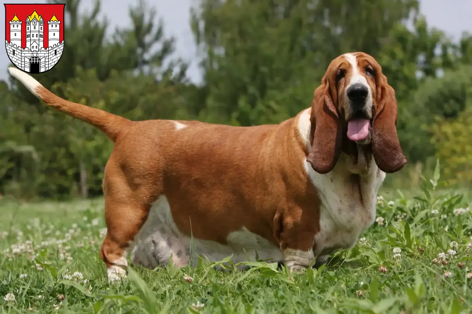 Read more about the article Basset Hound breeders and puppies in Salzburg