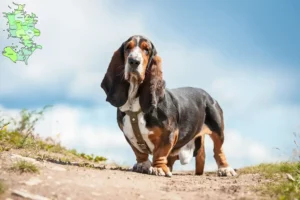 Read more about the article Basset Hound breeders and puppies in Sjælland