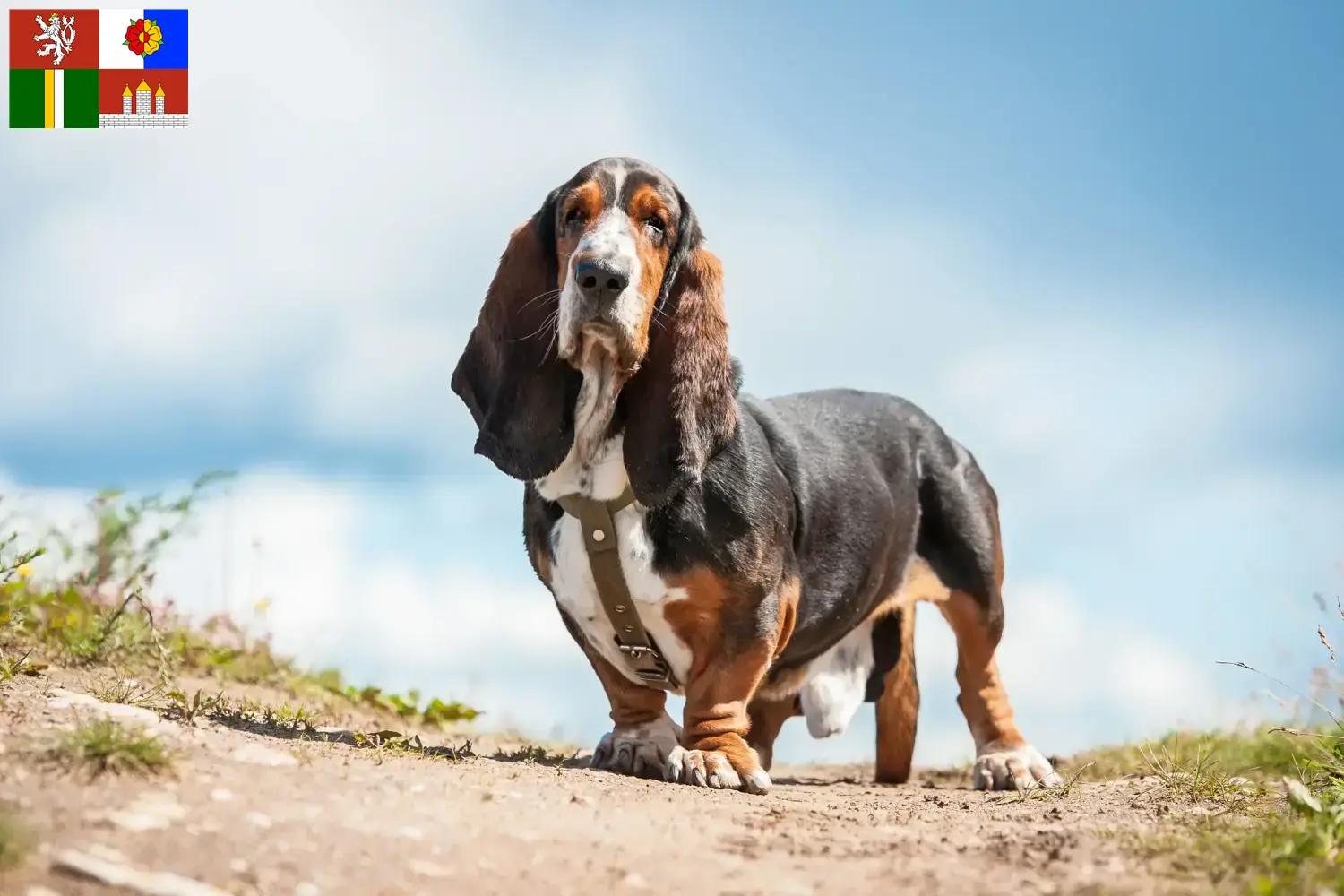 Read more about the article Basset Hound breeders and puppies in South Bohemia