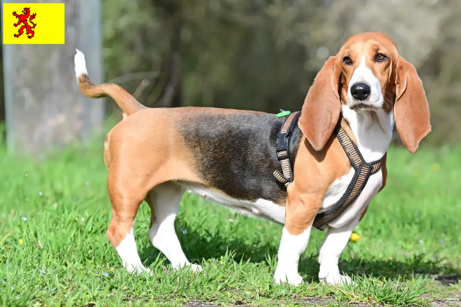 Read more about the article Basset Hound breeders and puppies in South Holland