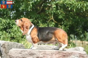 Read more about the article Basset Hound breeders and puppies in South Moravia