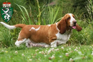 Read more about the article Basset Hound breeders and puppies in Styria