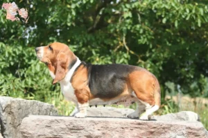 Read more about the article Basset Hound breeders and puppies in Syddanmark