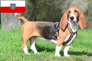 Read more about the article Basset Hound breeders and puppies in Thuringia