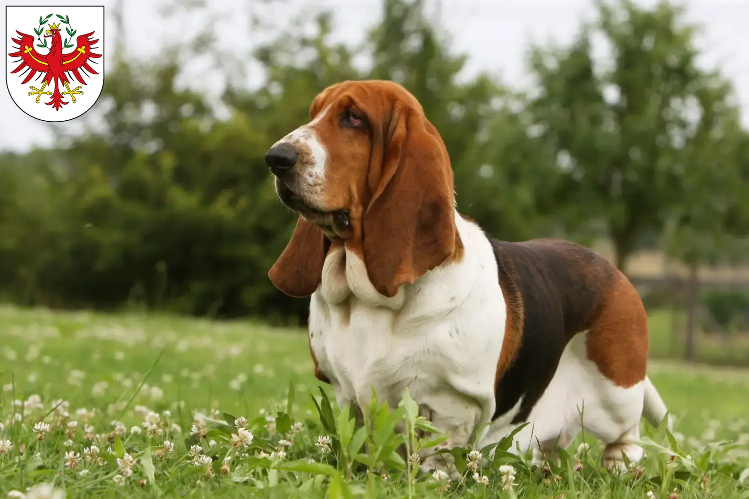 Read more about the article Basset Hound breeders and puppies in Tyrol