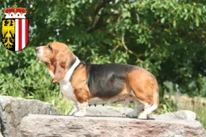 Read more about the article Basset Hound breeders and puppies in Upper Austria