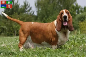 Read more about the article Basset Hound breeders and puppies in Ústí