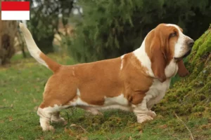 Read more about the article Basset Hound breeders and puppies in Vienna