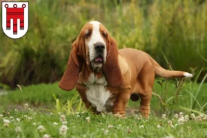 Read more about the article Basset Hound breeders and puppies in Vorarlberg