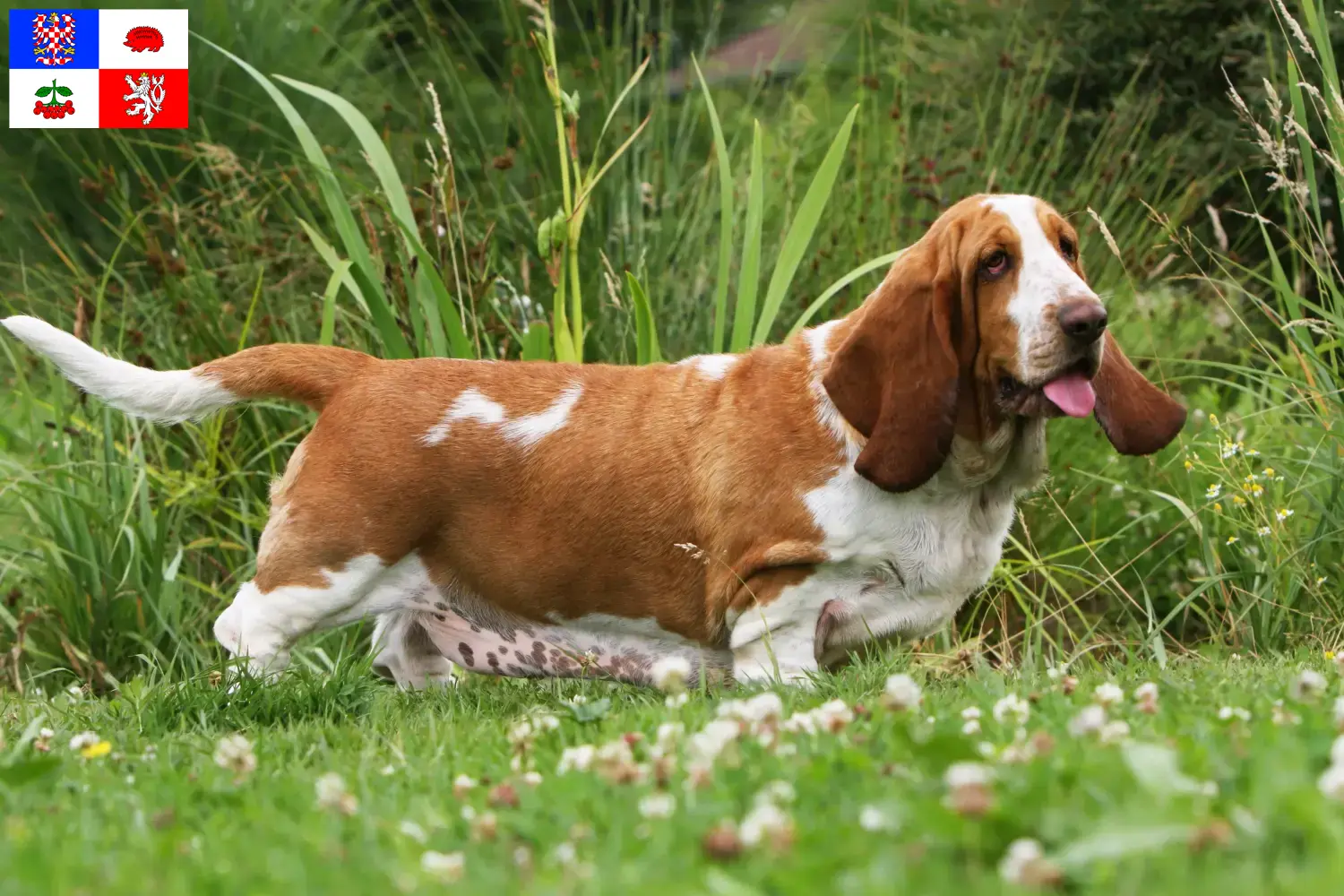 Read more about the article Basset Hound breeders and puppies in Vysočina