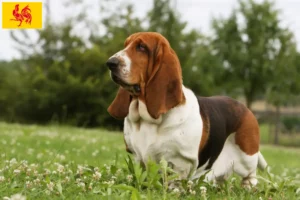 Read more about the article Basset Hound breeders and puppies in Walloon Region