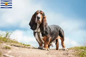 Read more about the article Basset Hound breeders and puppies in Zeeland