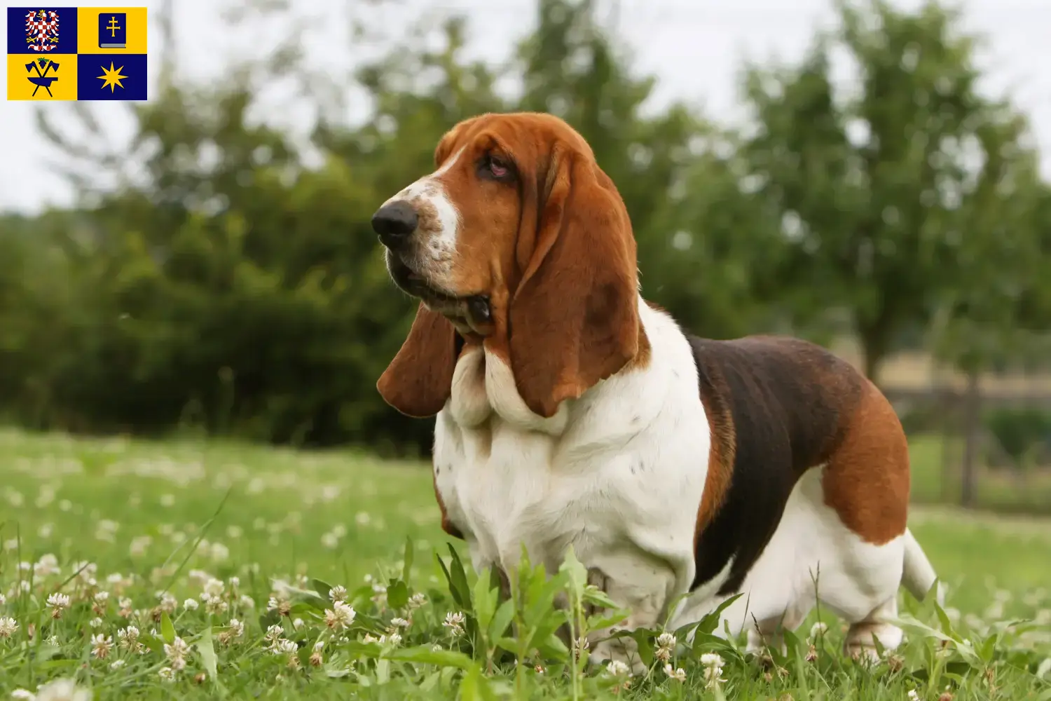 Read more about the article Basset Hound breeders and puppies in Zlín