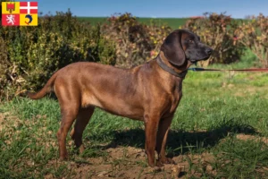 Read more about the article Bavarian Mountain Hound breeders and puppies in Auvergne-Rhône-Alpes