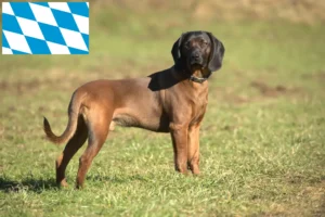 Read more about the article Bavarian Mountain Hound breeders and puppies in Bavaria