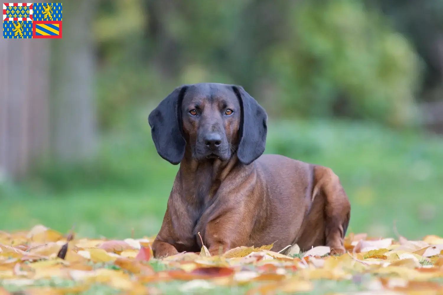 Read more about the article Bavarian Mountain Hound breeders and puppies in Bourgogne-Franche-Comté