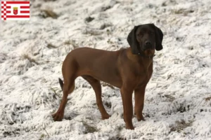 Read more about the article Bavarian Mountain Hound breeder and puppies in Bremen