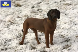 Read more about the article Bavarian Mountain Hound breeders and puppies in the Brussels-Capital Region