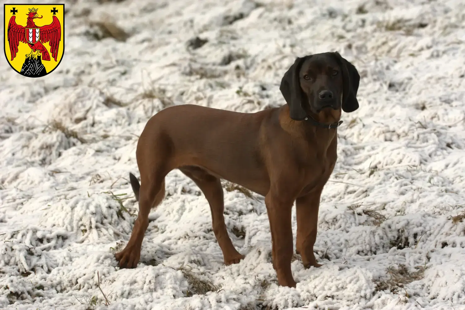 Read more about the article Bavarian Mountain Hound breeders and puppies in Burgenland