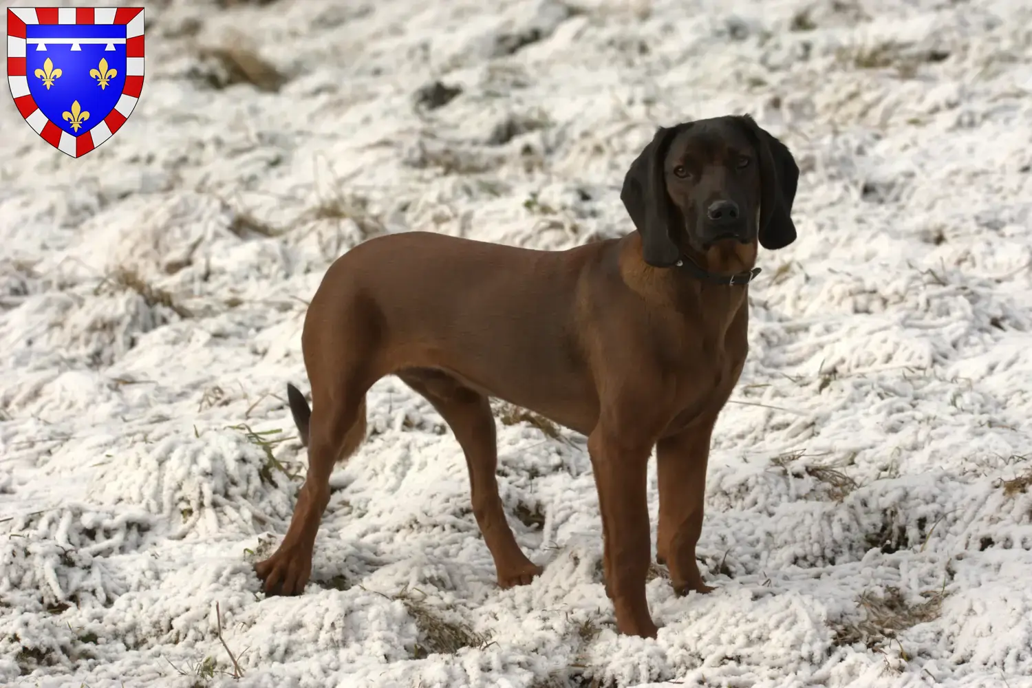 Read more about the article Bavarian Mountain Hound breeders and puppies in Centre-Val de Loire