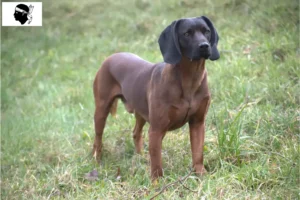 Read more about the article Bavarian Mountain Hound breeders and puppies in Corsica