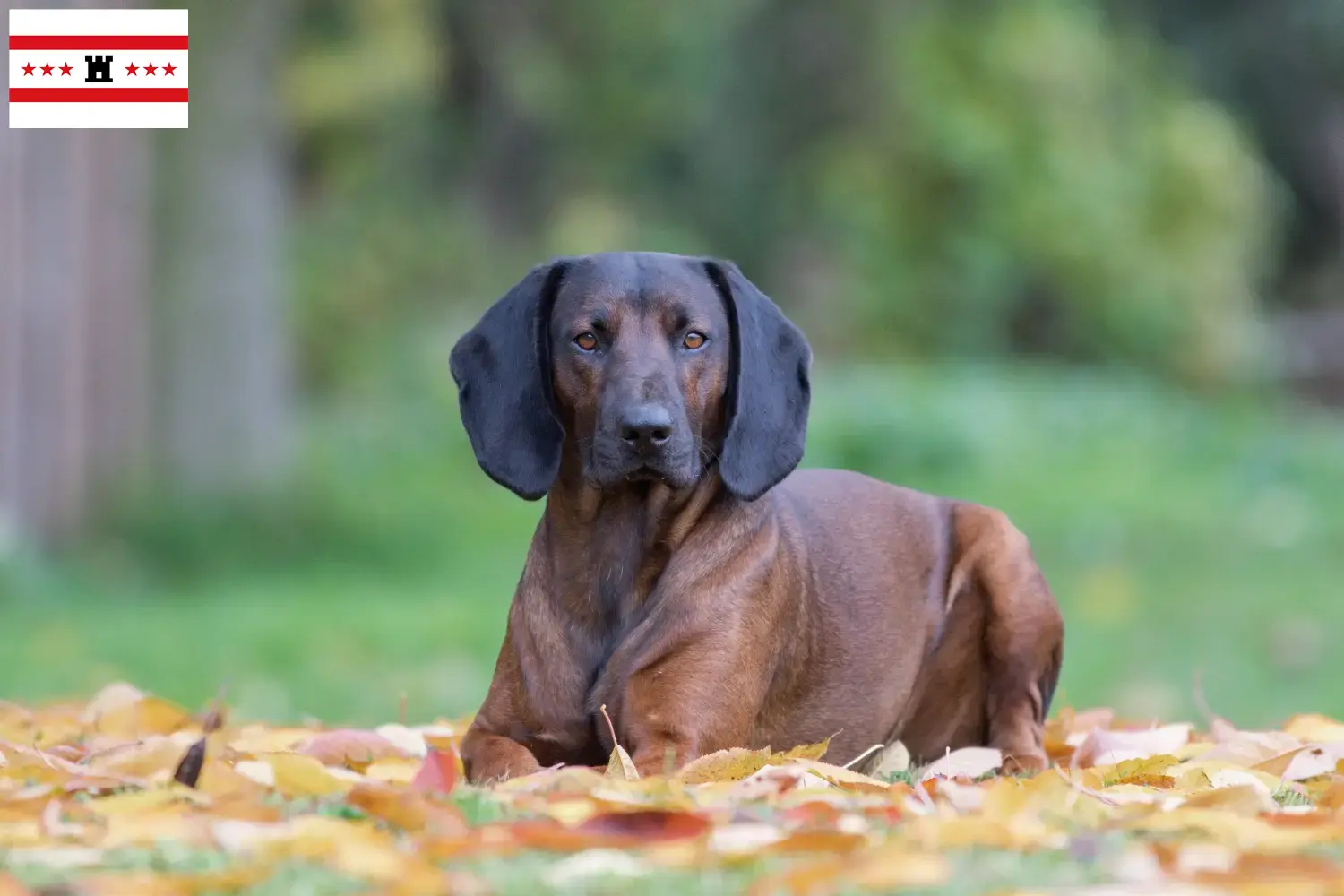 Read more about the article Bavarian Mountain Hound breeders and puppies in Drenthe