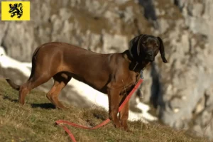 Read more about the article Bavarian Mountain Hound breeders and puppies in Flanders