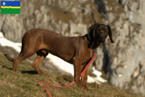 Read more about the article Bavarian Mountain Hound breeders and puppies in Flevoland