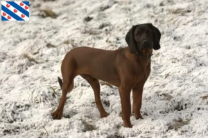 Read more about the article Bavarian Mountain Hound breeders and puppies in Friesland