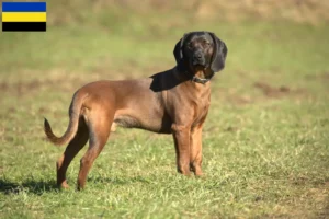 Read more about the article Bavarian Mountain Hound breeders and puppies in Gelderland