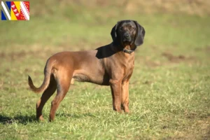 Read more about the article Bavarian Mountain Hound breeders and puppies in Grand Est